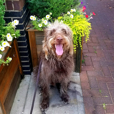 labradoodle, rescue, lunging, aggression, reactivity, Raleigh, Wilmington