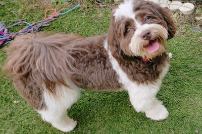 Havanese, anxiety, fear, veterinarian, crate training, potty training, mouthing, biting